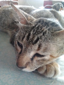 taken by samsung galaxy gio