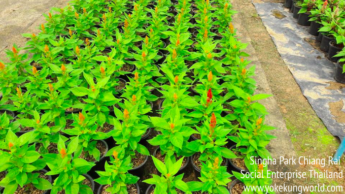 singha-park-chiang-rai-social-enterprise-09