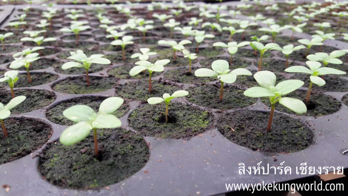 singha-park-chiang-rai-social-enterprise-12